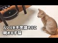 初めてのルンバを不思議そうに眺める子猫