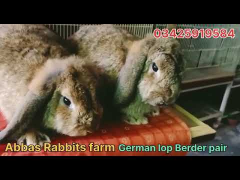 Video German lop Breder pair Supreme quality Punch face for... - youtube