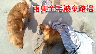 兩隻被遺棄的金毛犬一隻倒地不起一隻陪伴左右不離不棄。