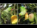 Nikon P1000 Zoom Test | Parrots eats mango fruits part - 2