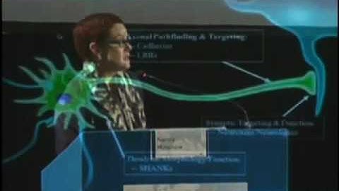 (Part 4/4) The neural basis of ASD