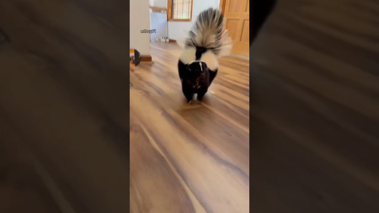 Sigung – Hewan yang suka kentut sembarangan😤😠 