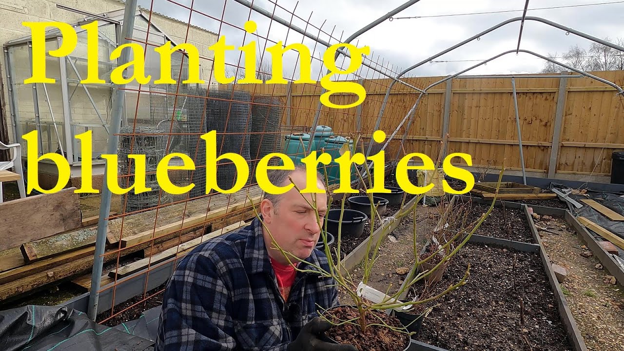 Planting blueberries YouTube