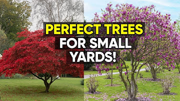 Best Trees for Small Yards That Look Absolutely Stunning! 🌿