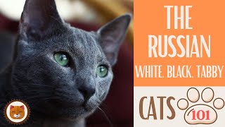 Cats 101  RUSSIAN WHITE, RUSSIAN BLACK,   Top Cat Facts about the RU