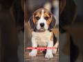 Why Beagle Dogs Are the Perfect Family Pets 🐶❤️ #shorts #ashishsaxena #shortsviral