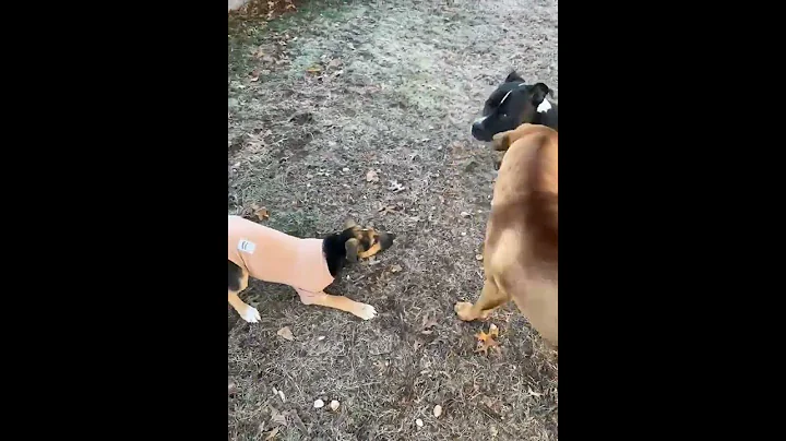 Video of adoptable pet named Leo