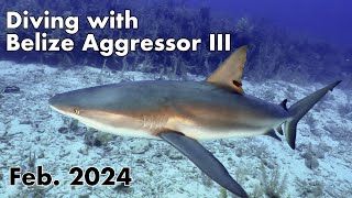 Diving with Belize Aggressor 3