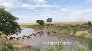 Wildebeest Migration from Serengeti to Masai Mara - WheelchairTravel.org by Wheelchair Travel 563 views 4 years ago 24 seconds