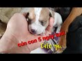 5 days old puppies | Chó con 5 ngày tuổi dễ thương