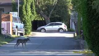 Coyote Goes After Small Dog in Backyard