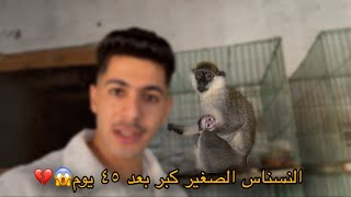 النسناس الصغير كبر مع أمه بعد ٤٥ يوم ذكر ولا أنثي ؟😱🤷‍♂️