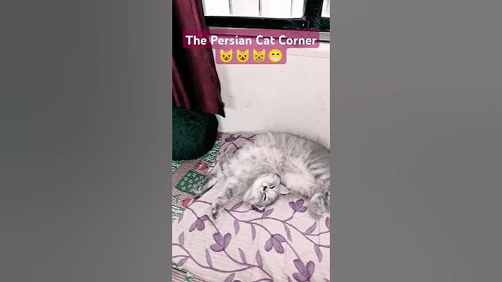 Video 5753271: persian cat grooming, persian cat kitten, persian cat haircut, best kitten food, kitten home