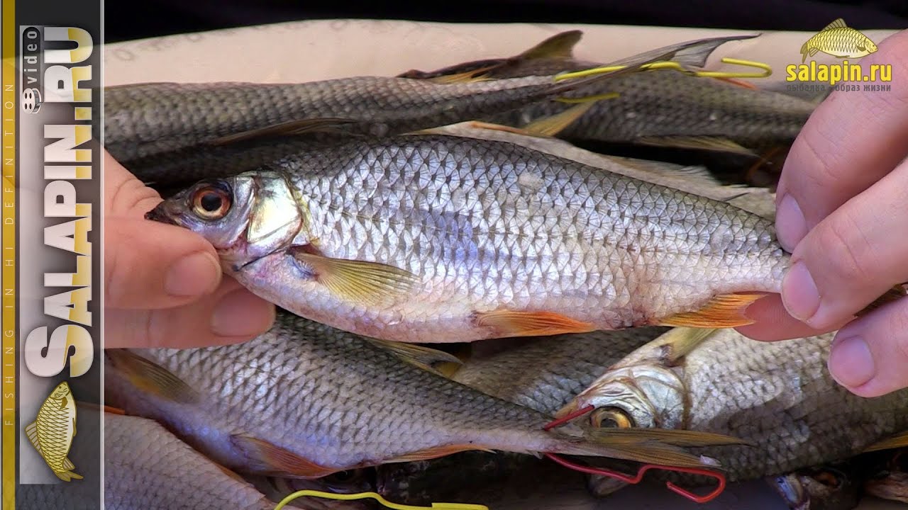 Вяленая рыба, плотва и густера (вобла, таранка) [salapinru]