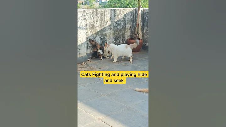 Video 10988831: cutest persian cat, persian cat playing, adorable persian cat