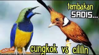 MASTERAN CUNGKOK SAMBUNG CILILIN TEMBAKAN SADIS SUARA JERNIH 