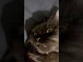 My cat is always sleepy 😹 #cat #cats #shorts #cute #funny #shortvideo #pets #fyp