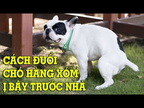 Cách đuổi chó hàng xóm ị bậy phóng uế trước nhà – Mẹo Vặt Cuộc Sống