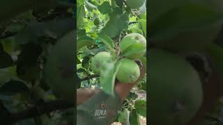 SE QUEDAN PUROS PICOS EN LA PODA ? ##appletrees #manzana #huerta #washington #frutas #thining
