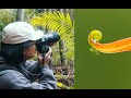 微距摄影师在森林里拍植物Vlog｜macro photography in the forest