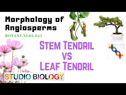 Class 11-Botany Lecture-Discuss The  Differences between Stem tendril and Leaf Tendril-3.47