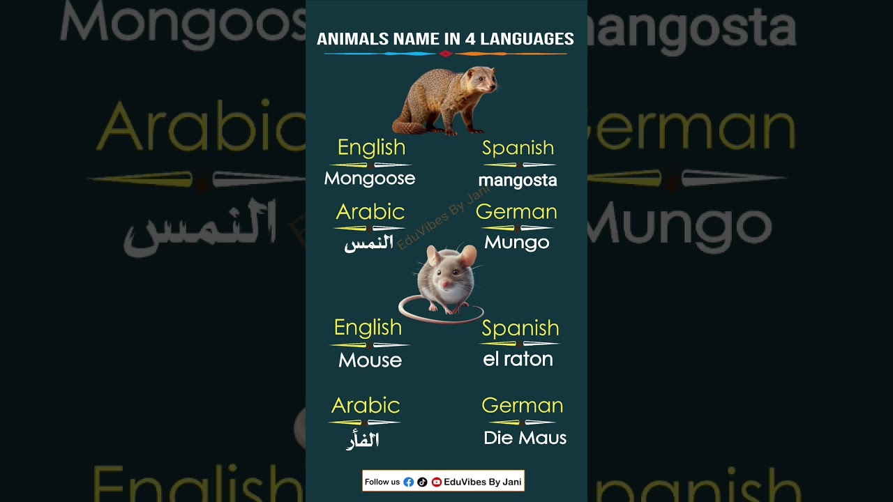 Rare Animals Mongoose vs Mouse 😲😲.. 