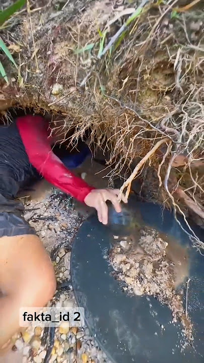 Independent gold miners #people'sgoldmining #shortvideo