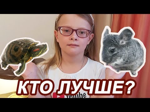 Video: Kā Rūpēties Par Bruņurupuci