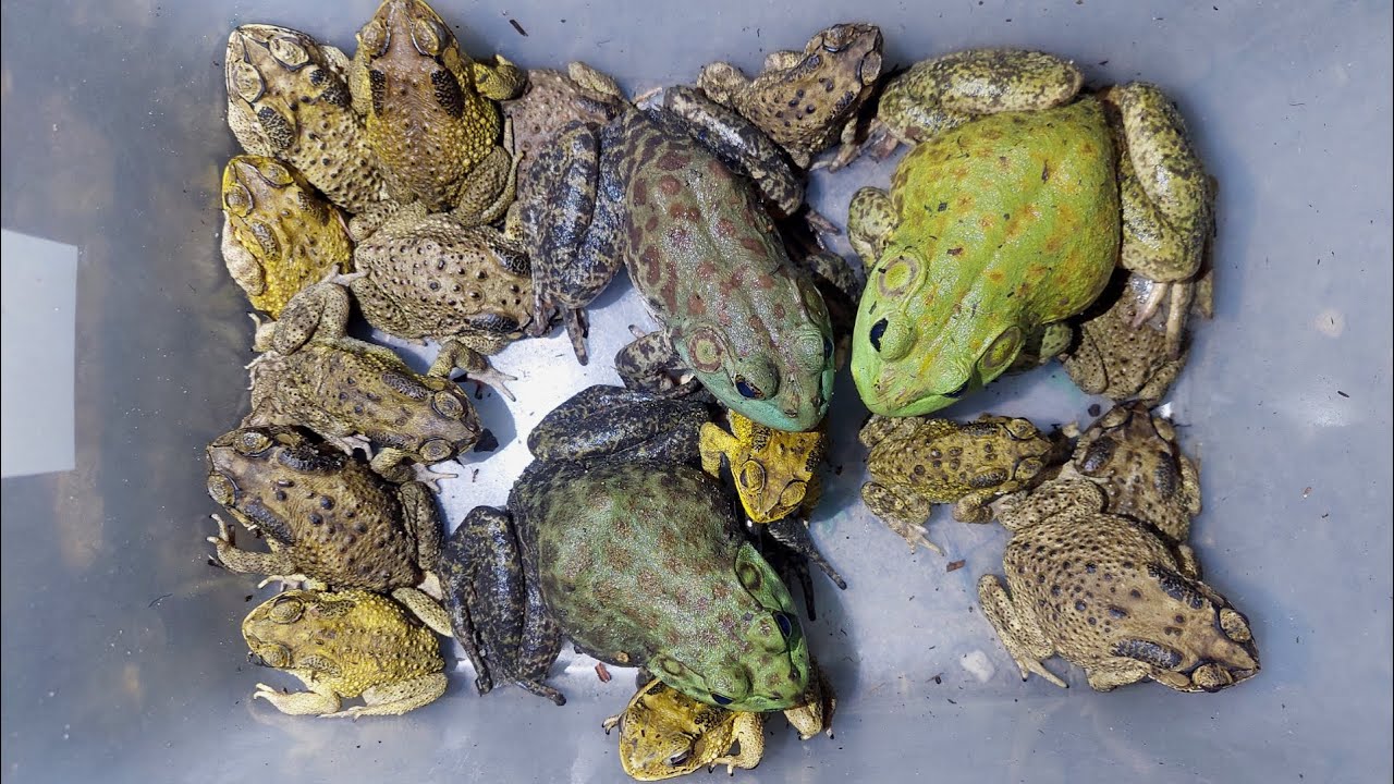 Amazing exploring catching frogs,bullfrog,black frog,scary frog and scorpio, that are very amazing