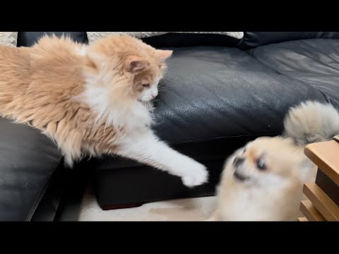 ネコパンチで兄犬を撃退する猫 犬と猫どっちもいるとこうなる Youtube