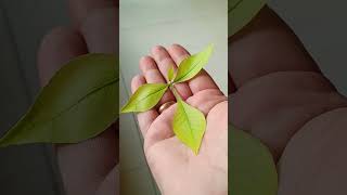 4 पत्ती वाला बेलपत्र का अचूक उपाय #motivation #astrology #pandit pradeepMishrakeupay #sorts