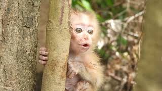Ants Always Come Up On The New Baby Monkeys Body. When The Mother Sees Them, She Helps Them Out.