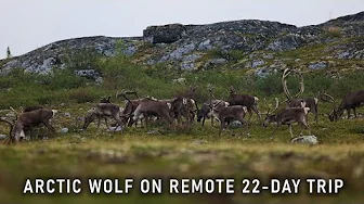 Arctic wolf loses big herd, finds us on 22-day wilderness trip