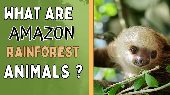 Amazon Rainforest Animals - Educational Video Kids Will Enjoy!