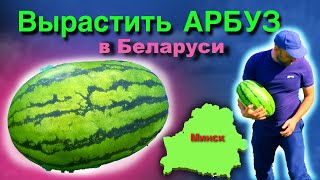 АРБУЗ! Выращивание в Минске. 2023 год. ТАЙМЛАПС! Watermelon в Беларуси. САХАР и ВЕС!