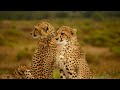 Cheetahs Licking Each Other