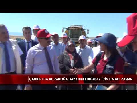 Çankırı’da kuraklığa dayanıklı buğday için hasat zamanı 🌾