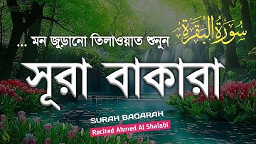 পৃথিবীর সবচেয়ে আবেগময় সুরা বাকারা তেলাওয়াত । Surah Al Baqarah (سورة البقرة)