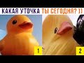 КАКАЯ УТОЧКА ТЫ СЕГОДНЯ? ))) Приколы | Мемозг 1133