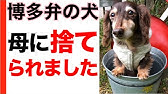 喋る犬 博多弁 トイプードル イタズラしました コーヒー編 Youtube