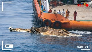 La Cámara de este hombre Captó a una Criatura Arrastrándose por el Río by incognitados 3,798 views 2 months ago 9 minutes, 12 seconds