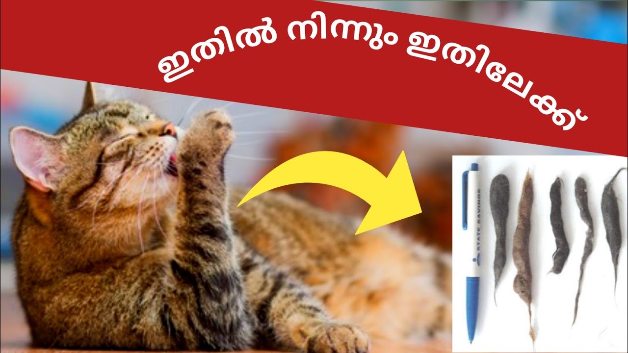 Hairballs In Cats Malayalam ലക്ഷണങ്ങൾ പരിഹാരങ്ങൾ Mehrinscatvlog