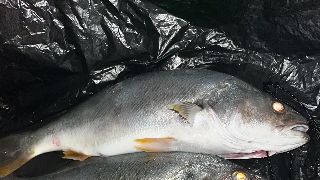 Frenesí de corvinas xl 🎣😱 #pesca #fishing #carretesdepesca #corvina #lenguado #playa #pez 