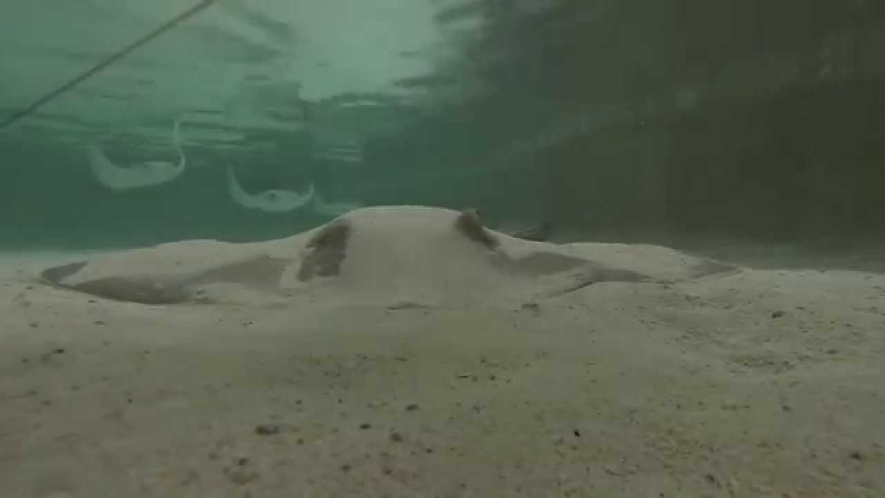 Stingray Bay at the Jacksonville Zoo YouTube