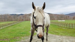 Goldship lives a carefree lifeJapan's famous horse