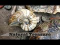 Crystal Fossils! Ichthyosaur Teeth, Ammonites and Nautilus