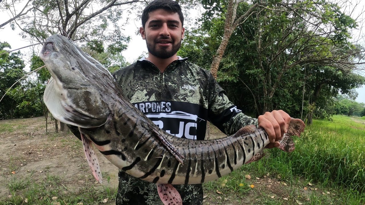 Bagre De Monstruos De Río