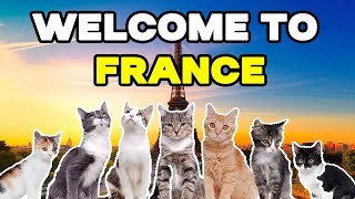 CAT MEMES: GO TO FRANCE FAMILY VACATION by Tuns ider 1,545 views 1 month ago 4 minutes, 21 seconds