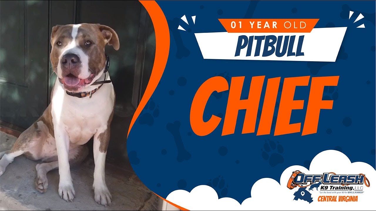 1 Y/O Pitbull (Chief) Fredericksburg, Va Best Dog Trainers In