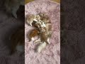 母猫に群がる子供たち【ミヌエット】#Shorts